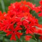 Maltese Cross Seeds Lychnis chalcedonica