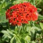 Maltese Cross Seeds Lychnis chalcedonica
