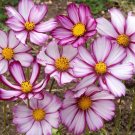Cosmos Picotee (Cosmos bipinnatus) Flower 100 Seeds