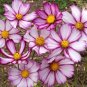 Cosmos Picotee (Cosmos bipinnatus) Flower 100 Seeds