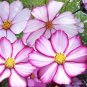 Cosmos Picotee (Cosmos bipinnatus) Flower 100 Seeds