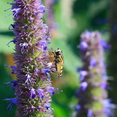 Anise Hyssop Seeds