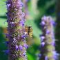 Anise Hyssop Seeds