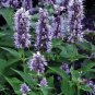 Anise Hyssop Seeds