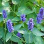 Anise Hyssop Seeds