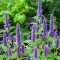 Anise Hyssop Seeds