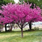 Eastern Redbud Tree Cercis Canadensis Seeds Eastern Redbud Tree Cercis Canadensis Seeds