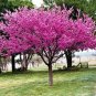 Eastern Redbud Tree Cercis Canadensis Seeds
