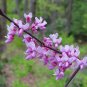 Eastern Redbud Tree Cercis Canadensis Seeds