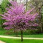 Eastern Redbud Tree Cercis Canadensis Seeds