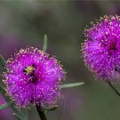 Showy Honey Myrtle Malaleuca Nesophila Seeds