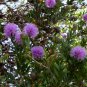 Showy Honey Myrtle Malaleuca Nesophila Seeds