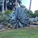 American Aloe, Century Plant Agave Americana Seeds
