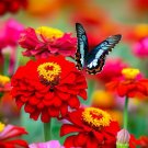 Zinnia ‘Will Rogers’ Flower 50 Seeds Zinnia Elegans *last one*