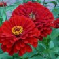 Zinnia &acirc;��Will Rogers&acirc;�� Flower 50 Seeds Zinnia Elegans *last one*