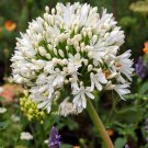 White Lily of the Nile Agapanthus Getty White 10 Seeds Free Shipping