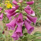 Foxglove Flower Seeds Mixed. 1000 Seeds.