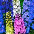 Delphinium Rocket Larkspur Imperial Seed Mix.