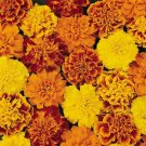 Petite French Marigold Seed Mix Tagetes patula. 100 Seeds