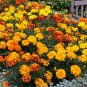 Petite French Marigold Seed Mix Tagetes patula. 100 Seeds