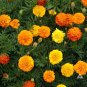 Petite French Marigold Seed Mix Tagetes patula. 100 Seeds