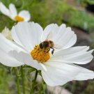 Purity Cosmos Seeds Cosmos bipinnatus
