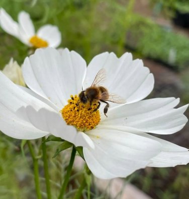 Purity Cosmos Seeds Cosmos bipinnatus