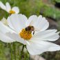 Purity Cosmos Seeds Cosmos bipinnatus