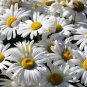 Silver Princess Shasta Daisy Seeds, .005oz Approx 125+ Seeds