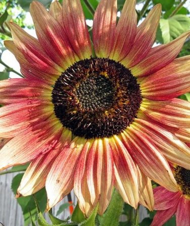 Gypsy Charmer, Triple Color Explosion Sunflower 10 Seeds