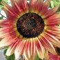 Gypsy Charmer, Triple Color Explosion Sunflower 10 Seeds