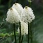 Bear Grass Nodina Microcarpa Seeds