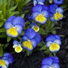 Helen Mount Johnny Jump Up Seeds Tricolor