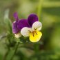 Helen Mount Johnny Jump Up Seeds Tricolor