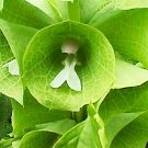 Bells of Ireland Seeds Moluccella laevis