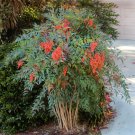 Heavenly Bamboo Nadina Domestica Seeds