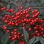 Heavenly Bamboo Nadina Domestica Seeds