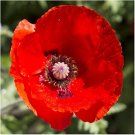 Red Corn Poppy Flower Seeds Papaver rhoeas Red Corn Poppy Flower Seeds Papaver rhoeas