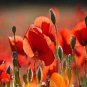 Red Corn Poppy Flower Seeds Papaver rhoeas
