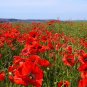 Red Corn Poppy Flower Seeds Papaver rhoeas