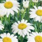 Alaska Shasta Daisy Seeds Chrysanthemum maximum