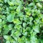 Peppermint Seeds Organic Non GMO .10gr per order.