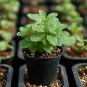 Peppermint Seeds Organic Non GMO .10gr per order.