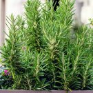 Rosemary Seeds Rosmarinus officinalis, NON-GMO, 50 seeds