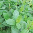Spearmint Seeds Organic .12gr Approx 500 Seeds Non GMO