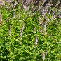 Spearmint Seeds Organic .12gr Approx 500 Seeds Non GMO