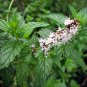 Spearmint Seeds Organic .12gr Approx 500 Seeds Non GMO