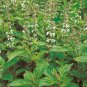 Lime Basil Seeds NON-GMO You will receive 250 seeds.