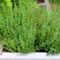 German Thyme Seeds, 1/2gr Approx 3500 seeds Heirloom