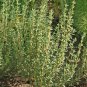 German Thyme Seeds, 1/2gr Approx 3500 seeds Heirloom